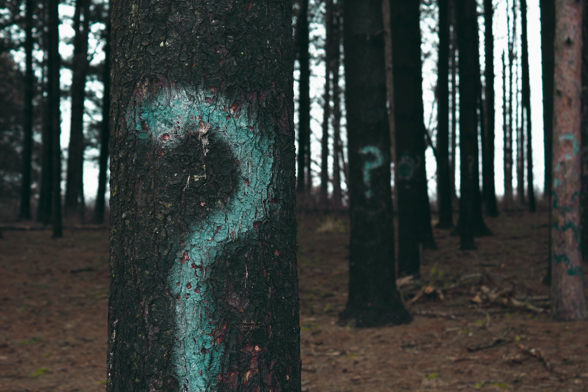 Auf dem Bild sind Bäume im Wald zu sehen auf denen ein Fragezeichen aufgesprüht ist | © Evan Dennis / Unsplash