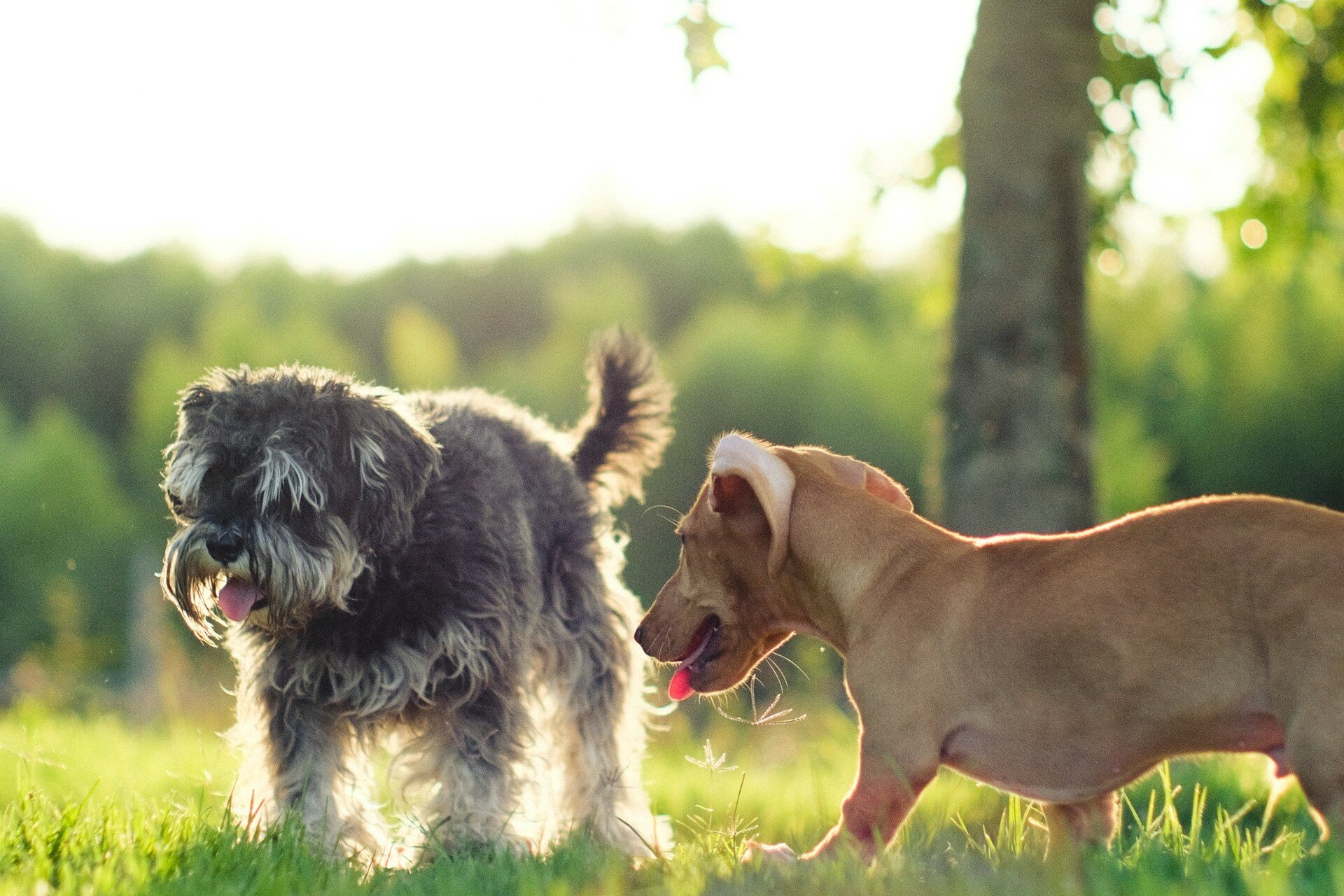 Zwei kleine Hunde laufen im Sonnenschein über eine grüne Wiese. | © José Ignacio Pompé / Unsplash