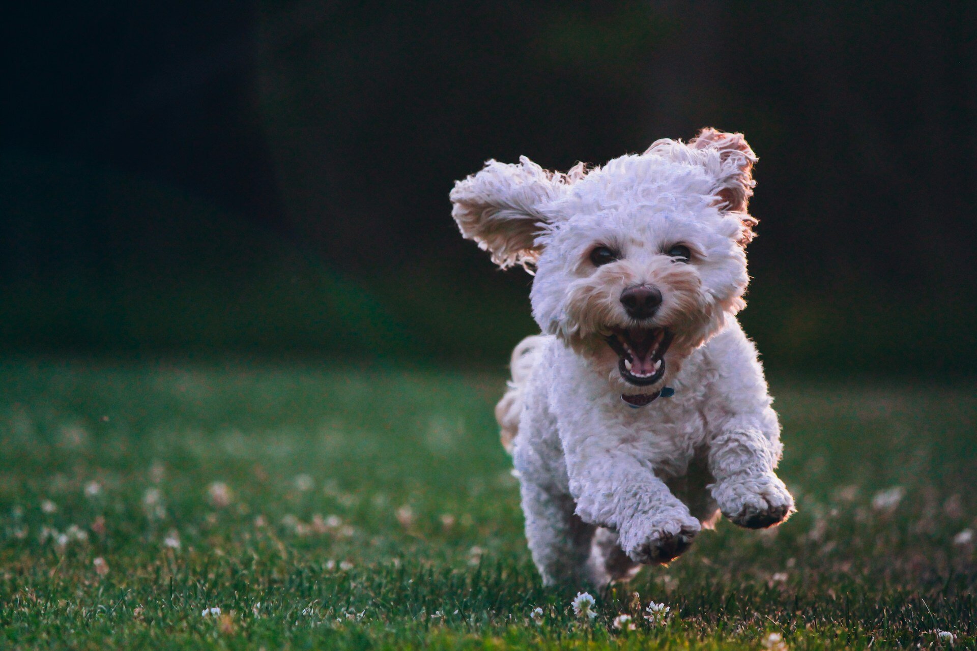 Auf dem Bild sieht man einen fröhlichen, weißen Hund, der über eine Wiese springt. Die Rasse Cockapoo. | © Joe Caione / Unsplash