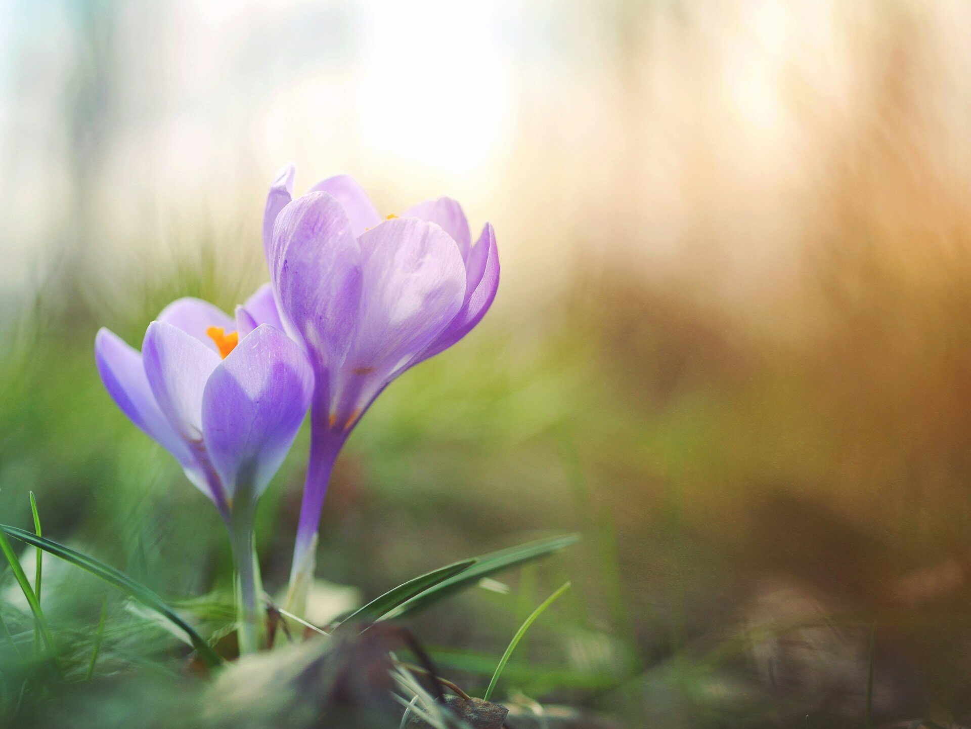 Auf dem Bild sieht man einen violettfarbenen Krokus in Nahaufnahme | © Aaron Burden / Unsplash